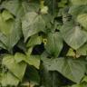 background: Green leaves