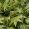 background: Plenty of Leaves