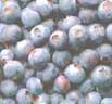 background: Blueberries