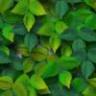 tileable background