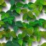 background: Little Leaves