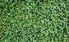 tileable background
