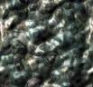 tileable background