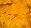 background: Yellow leaves