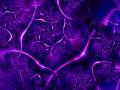 background: Purple Woodbine
