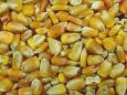 background: Corn