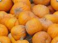 background: pumpkin mania