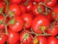 background: Tomatoes