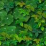 tileable background