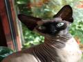 background: Sphinx Cat