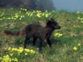 background: Arctic Fox on St. George Island, Pribilofs