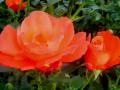 background: Red Roses