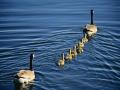 background: Duck Family