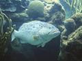 background: Big Blue Fish