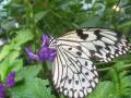 background: Butterfly Flower
