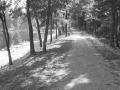 background: Secret Lake Path