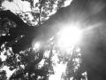 background: Sunlight