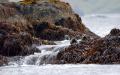 background: Harbor seals in the Aleutian Islands