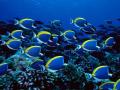 background: Fish in Ocean
