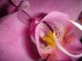 background: pink orchid