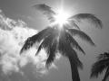 background: Palm Tree
