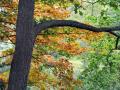 background: Tree in the Fall