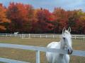 background: Horse behind a fence