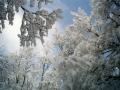 background: Snowy trees