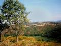 background: Tree and mountains