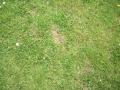 background: Peaceful Grass