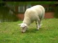 background: Grazing sheep