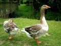 background: Geese