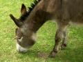 background: Donkey