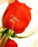 background: rose