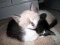 background: Grey Kitten