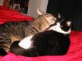 background: Cats on a bed
