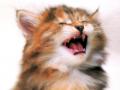 background: Kitten Crying