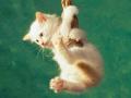 background: Kitten Hanging From A Rope