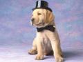 background: Puppy in a suit