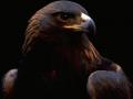 background: Golden Eagle