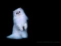 background: kitten