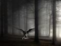 background: Angel Forest
