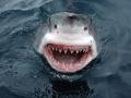 background: Great White Shark