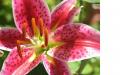 background: Day Lilly