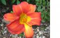 background: Orange Flower