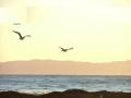 background: Fly