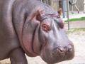 background: Calgary Zoo Hippo