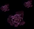 background: black rose