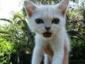 background: Talkative Kittie