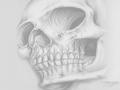 background: Large Skull